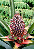 Pineapple fruit growing