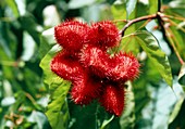 Fruit of the annatto tree (Bixa orellana)