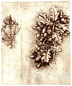Leonardo da Vinci's oak leaves and acorns