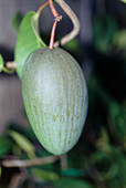 Madagascar jasmine fruit