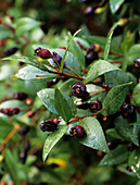 Myrtle berries