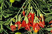 Ornamental peppers 'Espelette vivace'