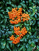 Firethorn berries (Pyracantha 'Cadange')