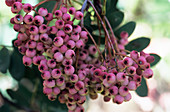 Hubei rowan berries (Sorbus hupehensis)
