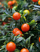Solanum capsicastrum fruits