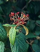 Viburnum x rhytidophylloides berries