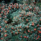 Parney cotoneaster (Cotoneaster lacteus)
