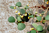Ficus deltoidea fruits