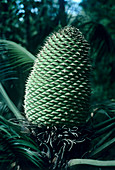 Pineapple palm fruit