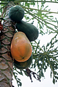 Pawpaw fruit