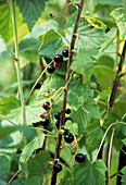 Blackcurrants (Ribes sp.)