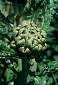 Globe artichoke (Cynara scolymus)