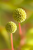 Button bush (Cephalanthus occidentalis)