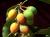 Spanish cherry,Mimusops elengi