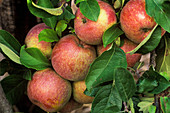 Apples (Malus domestica 'Fuji')
