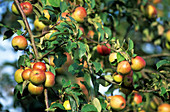Organic apples on their tree