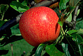CHARLES ROSS apple on branch