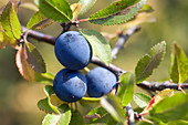 Blackthorn berries