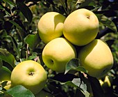 Golden Delicious apples on branch