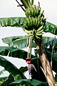 Banana fruit on tree