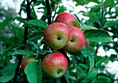 COX'S ORANGE PIPPIN apples on branch