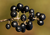 Privet berries (Ligustrum vulgare)