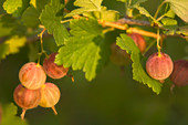 Hairystem gooseberry (Ribes hirtellum)