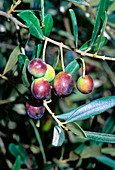 Olives (Olea europaea)