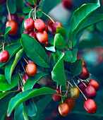 Sweet scarlet goumi,Elaeagnus multiflora