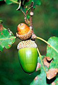 Sessile oak acorns (Quercus petraea)