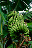 Bananas (Musa sp.)