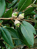 Holm oak acorns (Quercus ilex)
