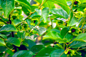 Persimmon fruit (Diospyros virginiana)