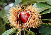Sweet chestnut (Castanea sativa)