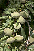 Almond nuts (Prunus dulcis)
