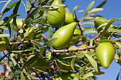 Argan fruit (Argania spinosa)