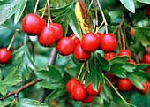 Hawthorn berries (Crataegus monogyna)
