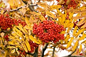 European rowan berries (Sorbus aucuparia)