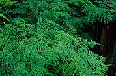 Asparagus Fern