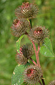 Lesser Burdock