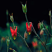 Columbine