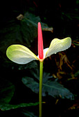 Flamingo Flower