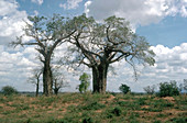 Baobab Tree