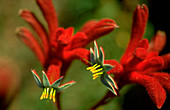 Red Kangaroo Paw