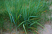 Marram Grass