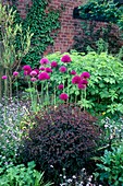 Allium hollandicum Purple Sensation