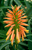 Aloe arborescens