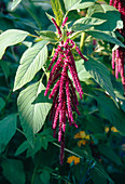 Love-Lies-Bleeding