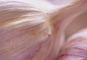 Garlic. (Allium sativum)