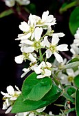 Serviceberry. (Amelanchier alnifolia)